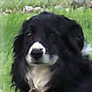 Jess was adopted in September, 2008